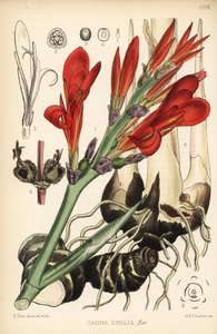 Strzał indyjski, achira lub meeru, Canna indica (Canna edulis). Ręcznie kolorowana litografia autorstwa Hanharta na podstawie ilustracji botanicznej autorstwa Davida Blaira z Robert Bentley and Henry Trimen