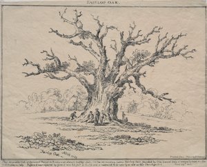 Dąb Fairlop autorstwa D. H. Redman