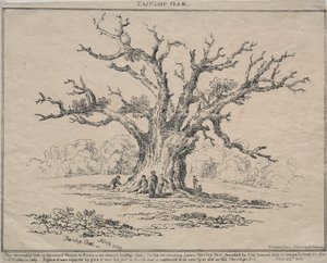 Dąb Fairlop, 1811. autorstwa D. H. Redman