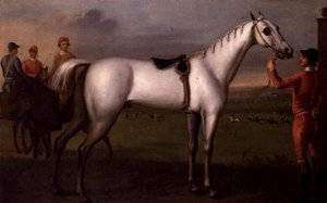 Pan młody trzymający szarego konia wyścigowego autorstwa D. Quigley
