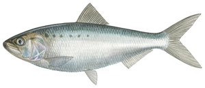 Łupina amerykańska (akwarela)