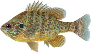 Słonecznica dyniowa (kredki)
