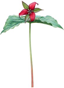 Czerwona trillium (akwarela i gwasz)