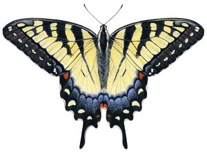Motyl tygrysi ogon (gwasz)