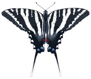 Motyl jaskółczy ogon (gwasz)