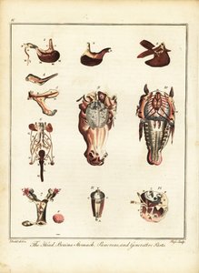Anatomia konia. 1792 (grawerowanie)