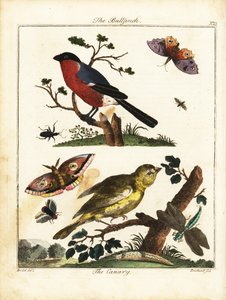 Gil zwyczajny, kanarek, motyl, ćma itp. 1792 (grawerowanie)