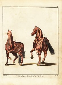 Mięśnie konia. 1792 (grawerowanie)