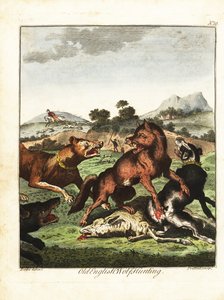 Polowanie na wilki staroangielskie. 1792 (grawerowanie)