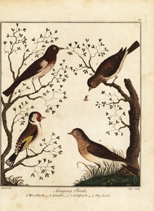 Ptaki śpiewające: skowronek, linnet, szczygieł, skowronek. 1792 (grawerowanie)