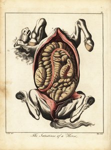 Jelita konia. 1792 (grawerowanie)