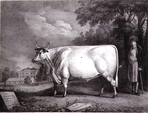 Baron, nagroda shorthorn (The Nannau White Cow) grawerowana przez Charles Joseph Hullamandel (1789-1850) 1824
