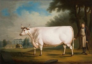 „Wół Nannau”, 1824 r.