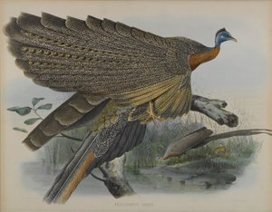 Argusianus Grayii (kolor lito) autorstwa Daniel Giraud and Gould John Elliott