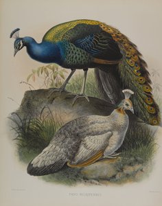 Pavo Nigripennis - Czarny grochówka (kolor lito) autorstwa Daniel Giraud and Gould John Elliott