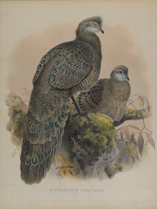 Polyplectron Tibetanum (litografia kolorowa) autorstwa Daniel Giraud and Gould John Elliott