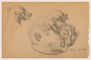 Rysunek, Milo (pointer) Trzy studia, Milo (pointer) Dwa studia, ok. 1862 r. autorstwa Daniel Huntington