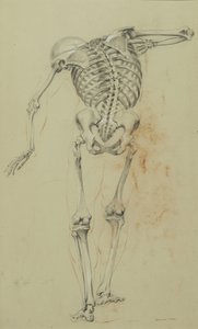 Skeleton Study, c.1848 (kreda i kredka na beżowym papierze naklejone na tekturę) autorstwa Daniel Huntington