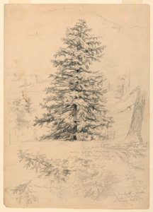 Studium cykuty, North Conway, New Hampshire autorstwa Daniel Huntington