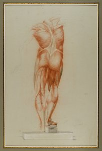 Écorché (Figura Study of Musculature), ok.1848 (kreda i grafit na papierze) autorstwa Daniel Huntington