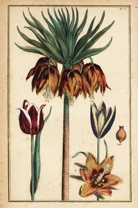 Korona Imperial Lily, Fritillaria imperialis i Tulipany, Tulipa gesneriana