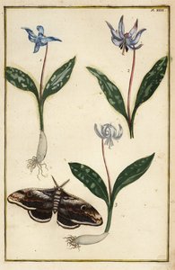 Ząb psa-fiolet lub ząb fioletowy, Erythronium dens-canis i ćma
