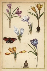 Krokus wiosenny, Crocus vernus i paw motyl europejski, Aglais io
