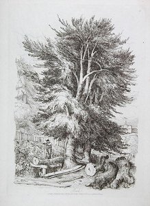 Buk nr. 18, ilustracja z Progressive Lessons on Landscape for Young Beginners, 1816 (akwaforta na miękkim podłożu) autorstwa David Cox