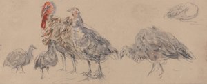 Badanie indyków autorstwa David Cox