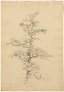 Sosna, Conway, New Hampshire recto, Landscape and Tree Studies odw. 1851. autorstwa David Johnson