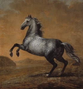 Mały Anglik, Koń króla Karola XI (1655-1697)
