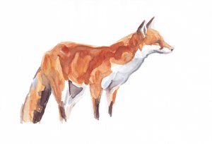 Fox, 2021 (kredka i akwarela na papierze)