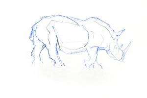 Nosorożec biały, 2020 (kredka na papierze) autorstwa David Mayer
