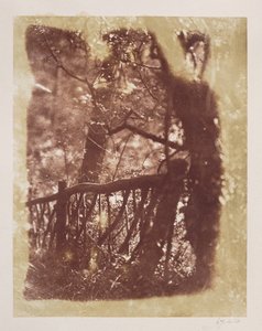 Ogrodzenie i drzewa w Colinton Wood (odbitka na papierze solnym z negatywu kalotypu) autorstwa David Octavius Hill