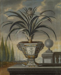 Roślina ananasa, 1729 autorstwa David von Coln