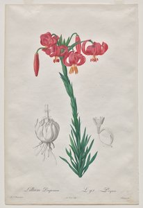 Lillium Pomponium (Turban Lily), płyta 7 z Les Liliacées autorstwa De Gouy