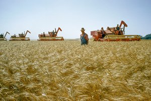 Rolnik idzie przez wysoką do pasa pszenicę, a za nim pracują kombajny. Partridge, Kansas.
