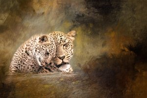 Czułość rodziny lampartów autorstwa Debbie Lefever