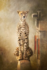 Portret geparda „Regal” autorstwa Debbie Lefever