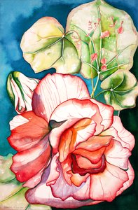 Begonia; 2006 (akwarela) autorstwa Deborah Eve Alastra