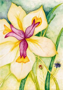 Lily i przyjaciele, 2007 (akwarela)