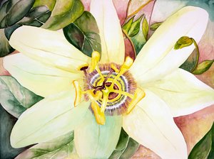 Passionflower, 2007 (akwarela)
