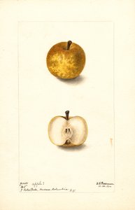 Jabłka (Malus domestica: nr 1) (akwarela)