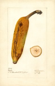 Banan ( Musa: Ingles) (akwarela)