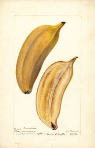 Banany (Musa: Paradise) (toaleta)
