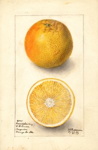 Sadzonki pomarańczy Conners (Citrus sinensis) (akwarela)