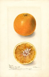 Pomarańcze (Citrus sinensis: Bishops Favorite) (akwarela)