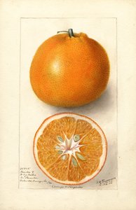 Pomarańcze (Citrus sinensis: Thornton nr 5) (akwarela)