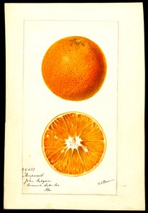 Pomarańcze. Citrus sinensis: Nonpareil (akwarela na papierze)