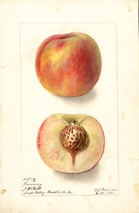 Brzoskwinie (Prunus persica: Carmen) (akwarela)